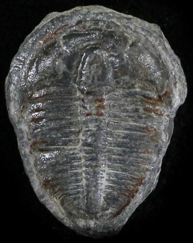 Elrathia Trilobite - Wheeler Shale, Utah #24839